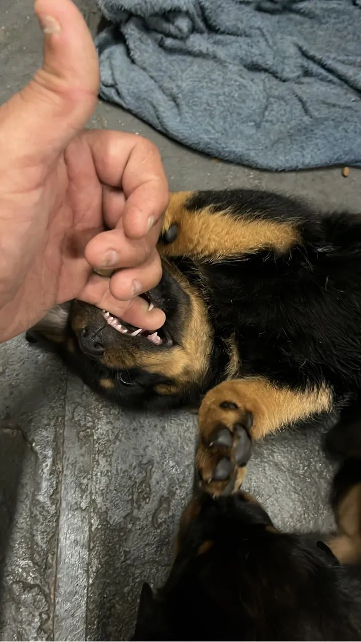 Cachorro  - Foto 4