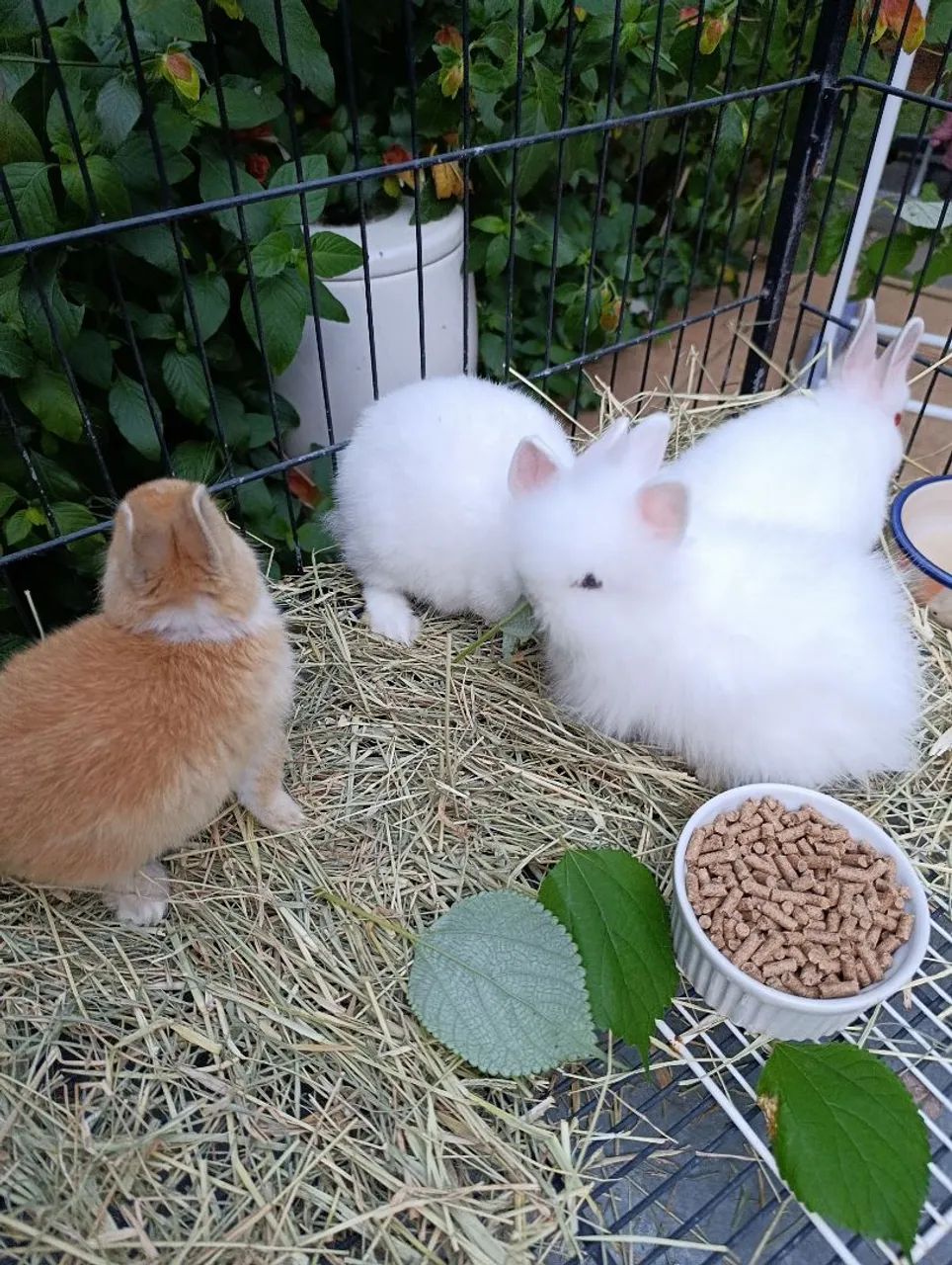 Mini Coelhos - Foto 6