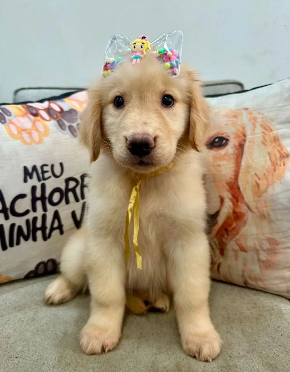 Fofinhos filhotes  Golden 