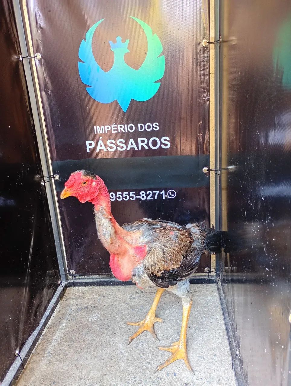 Índio gigante 