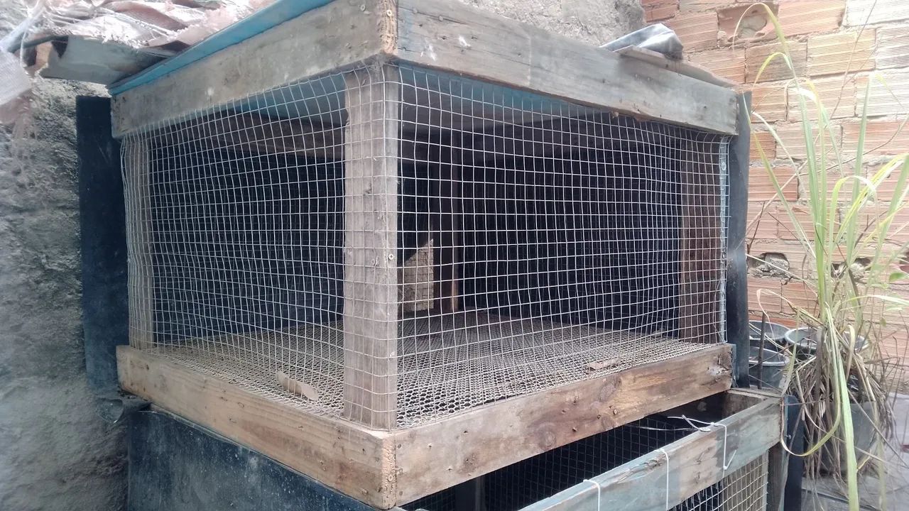 Pinteiro para pintinhos e  codornas