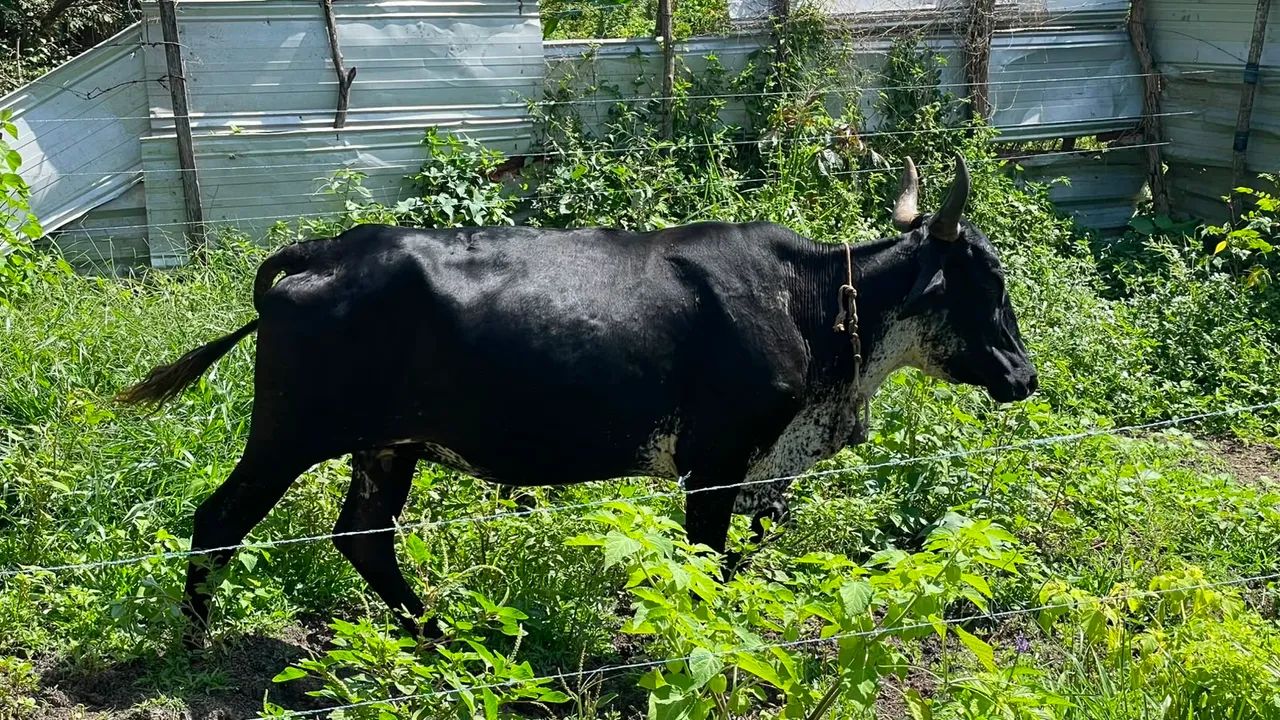Vaca