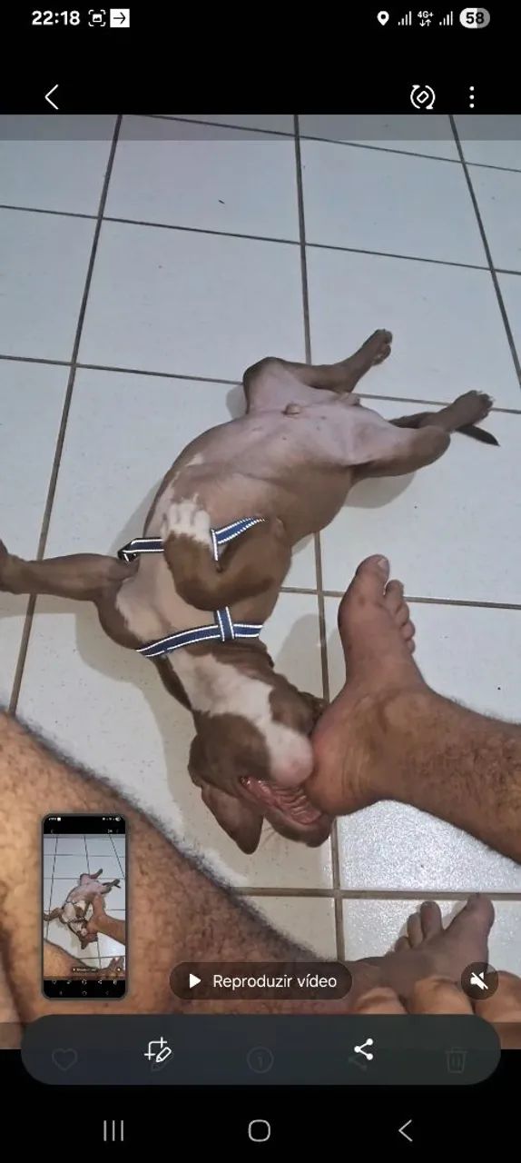 Vende se pit Bull  - Foto 3