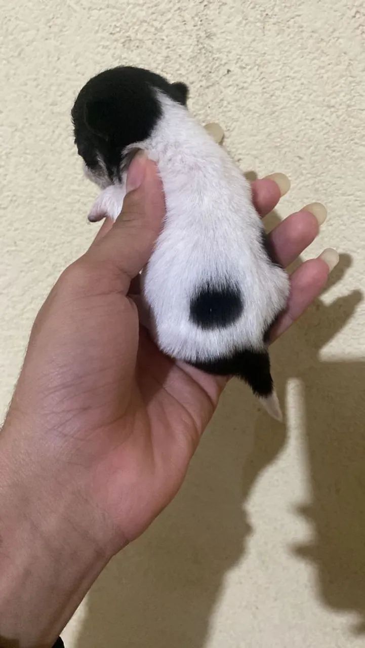 Chihuauha  - Foto 3