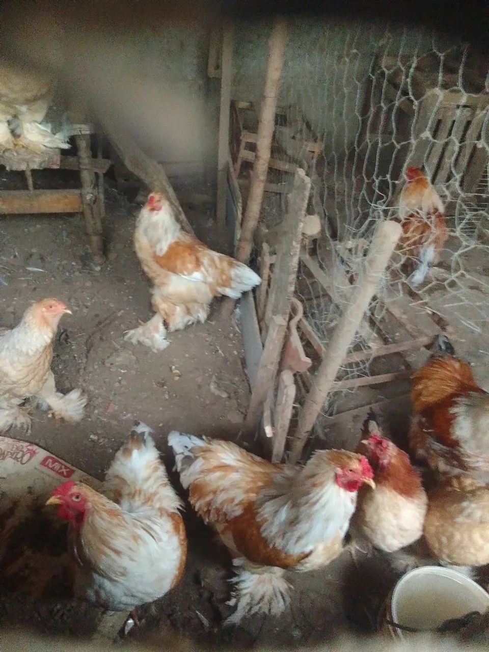 Galos e galinhas Brahma 