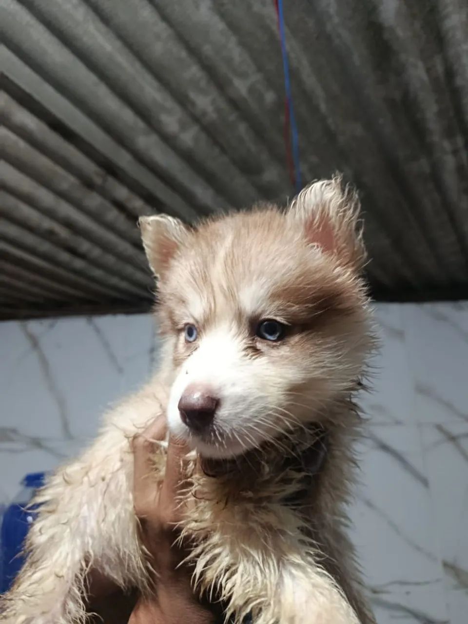 husky siberiano - Foto 4