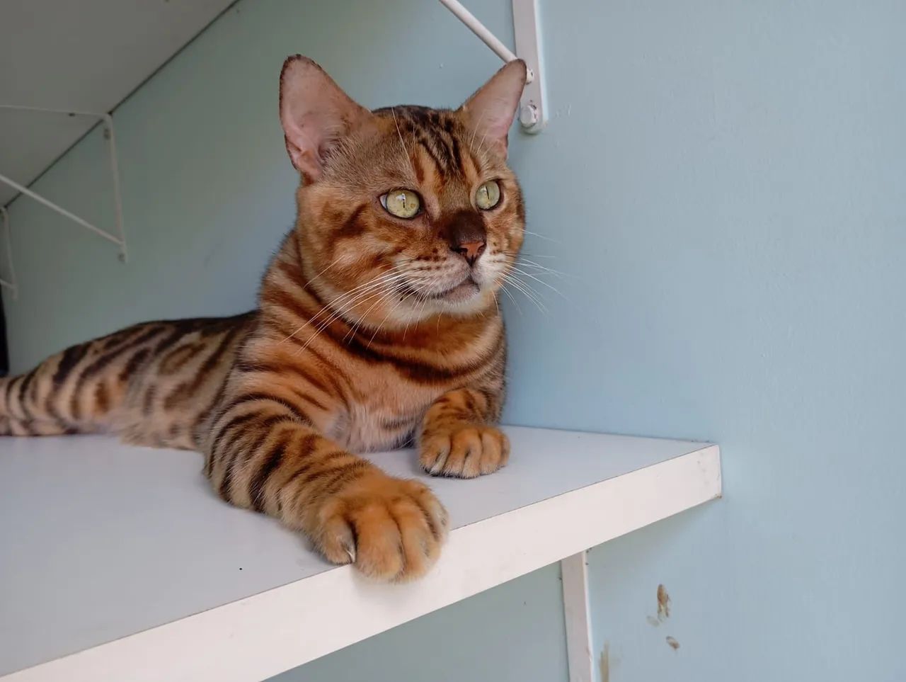 Gato Bengal 