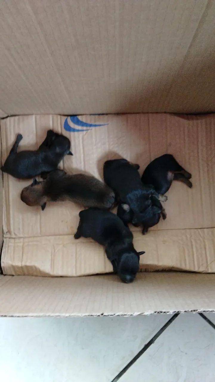 Pinscher 0 com 1 - Foto 2