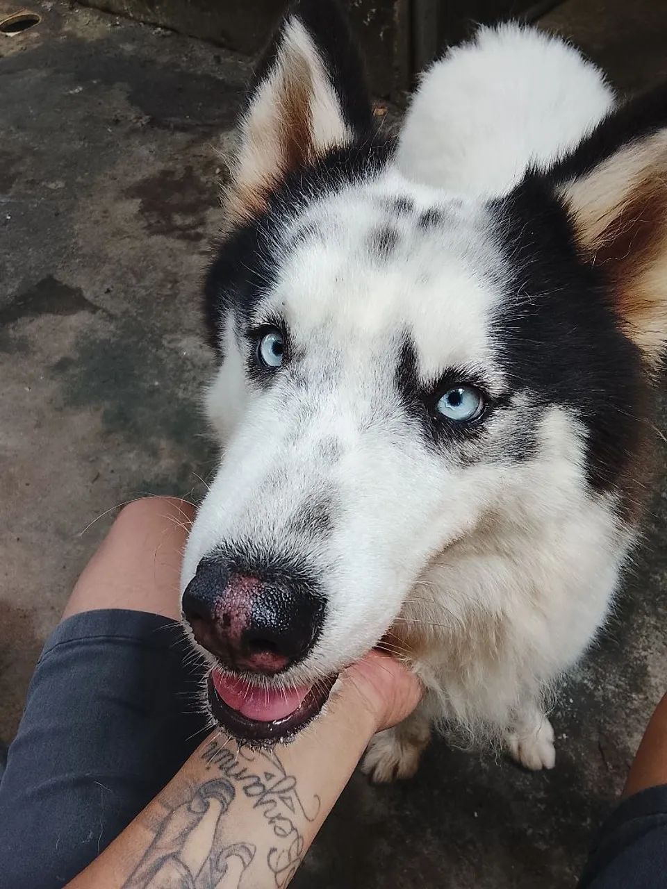 Siberiano 