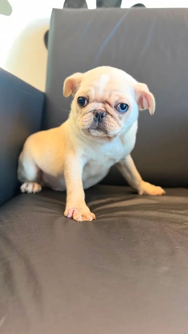 PUG MACHO BRANCO  - Foto 4