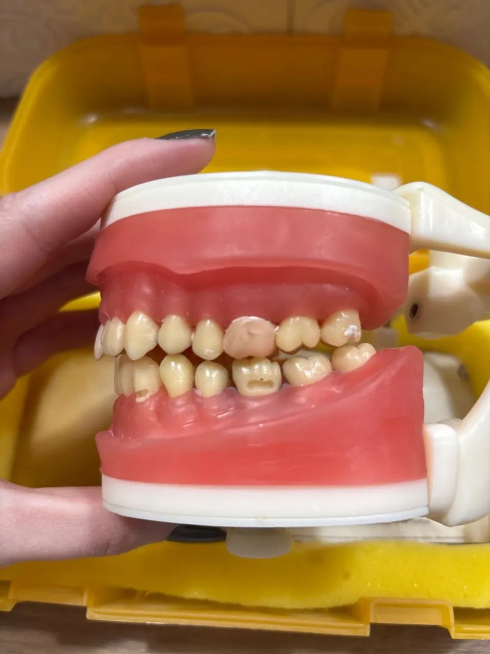 Manequim PRONEW dentistica  - Foto 3