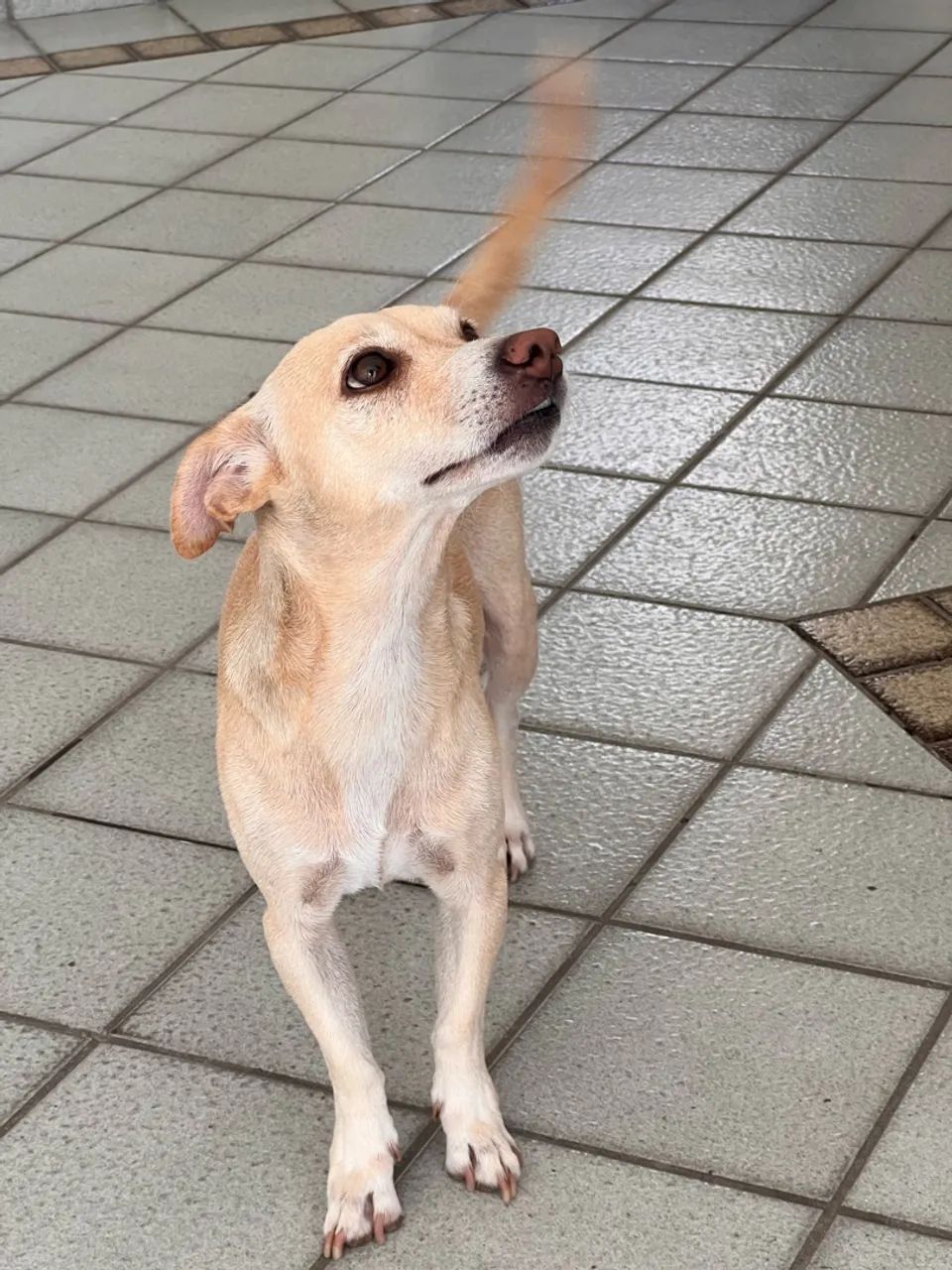 Cadela para doação 