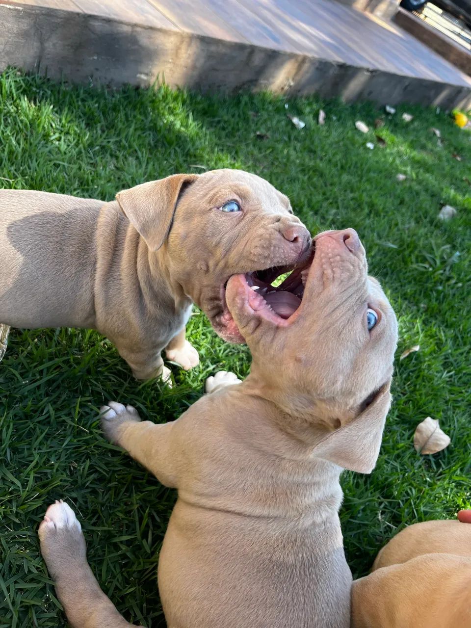 Cães para venda - Foto 2