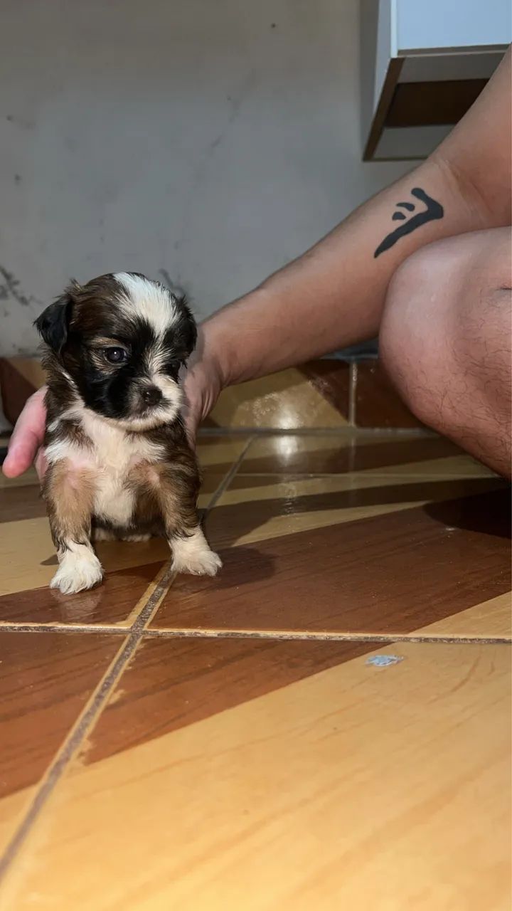 Shih Tzu 