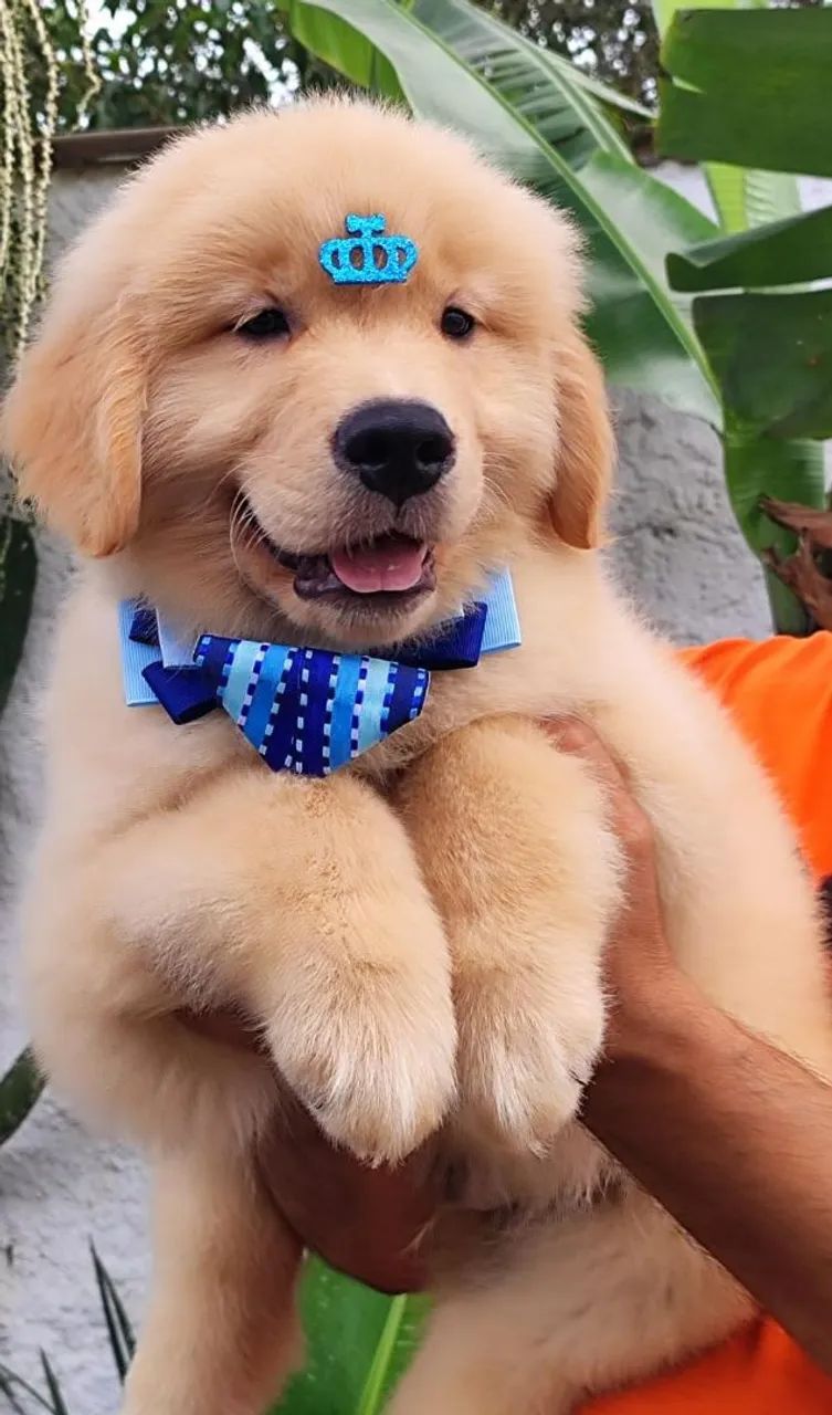 Filhotes Golden Retriever 