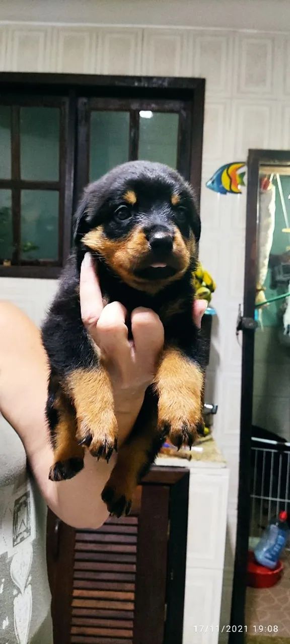 Rottweiler parcela em 10 vezes sem juros  - Foto 4