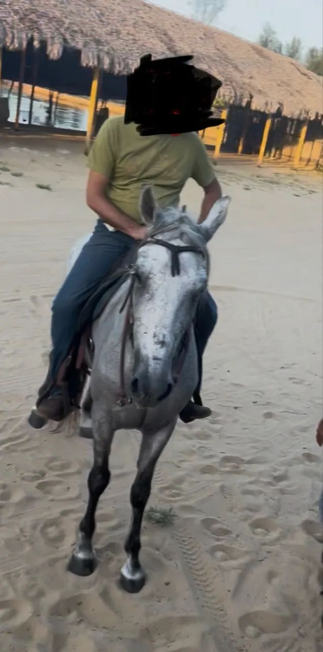 Mangalarga marchador - Foto 4