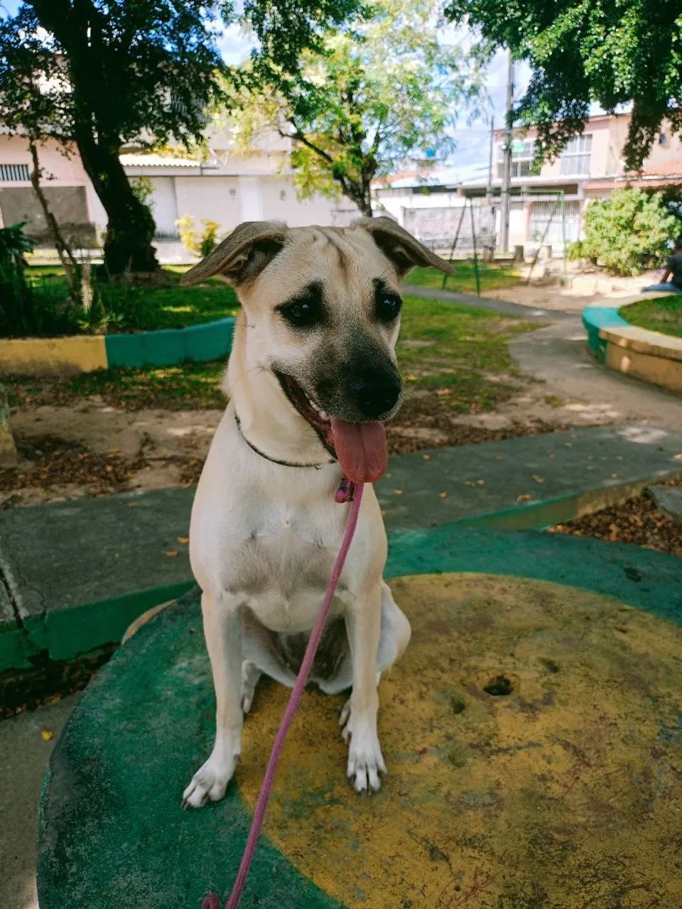 Cachorro 