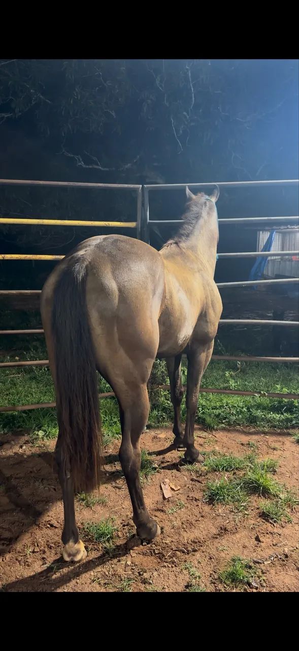 Cavalo QM  pronto no laço 