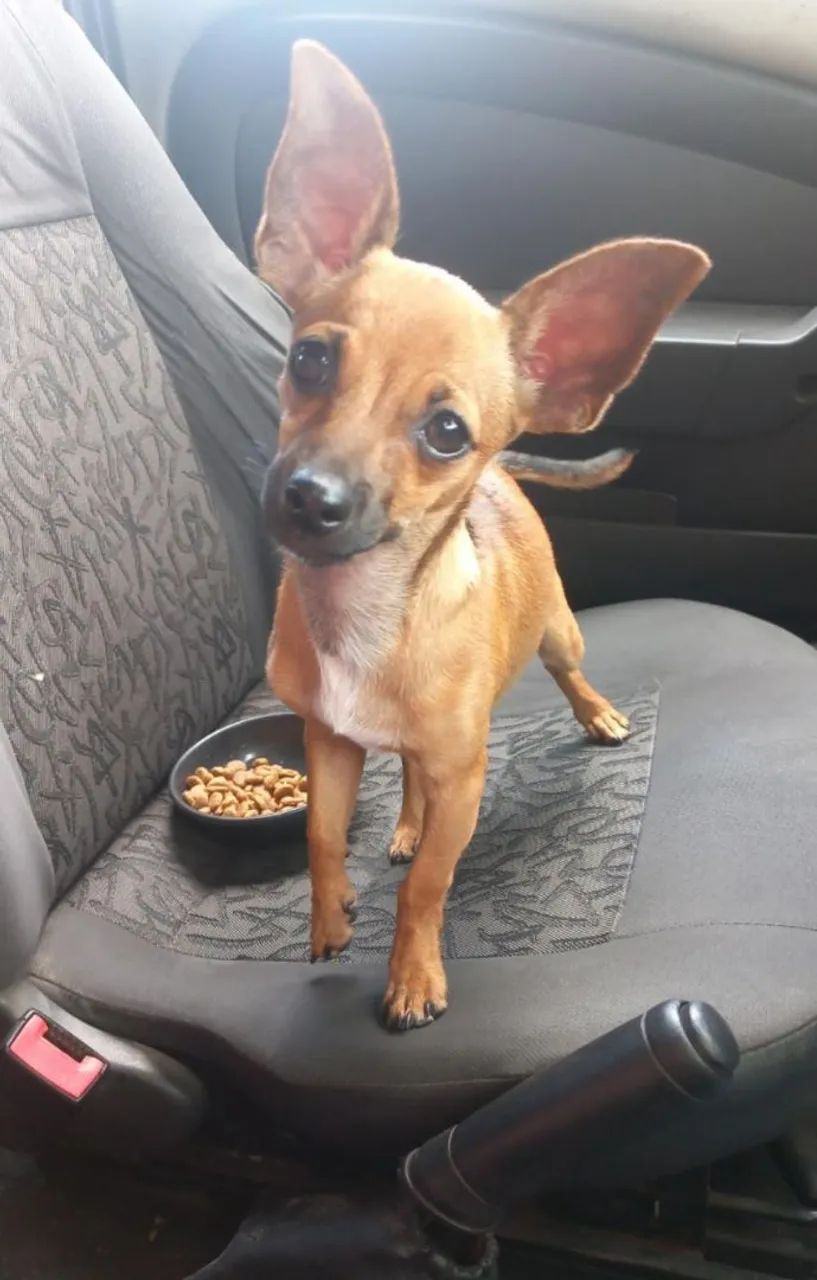 Chico procura por uma namorada  - Foto 4