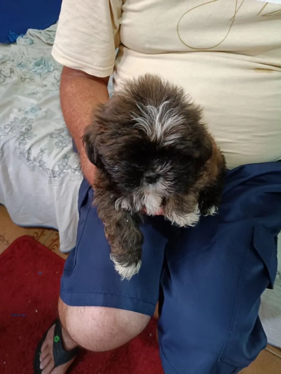 Vendas de shitiso  - Foto 6