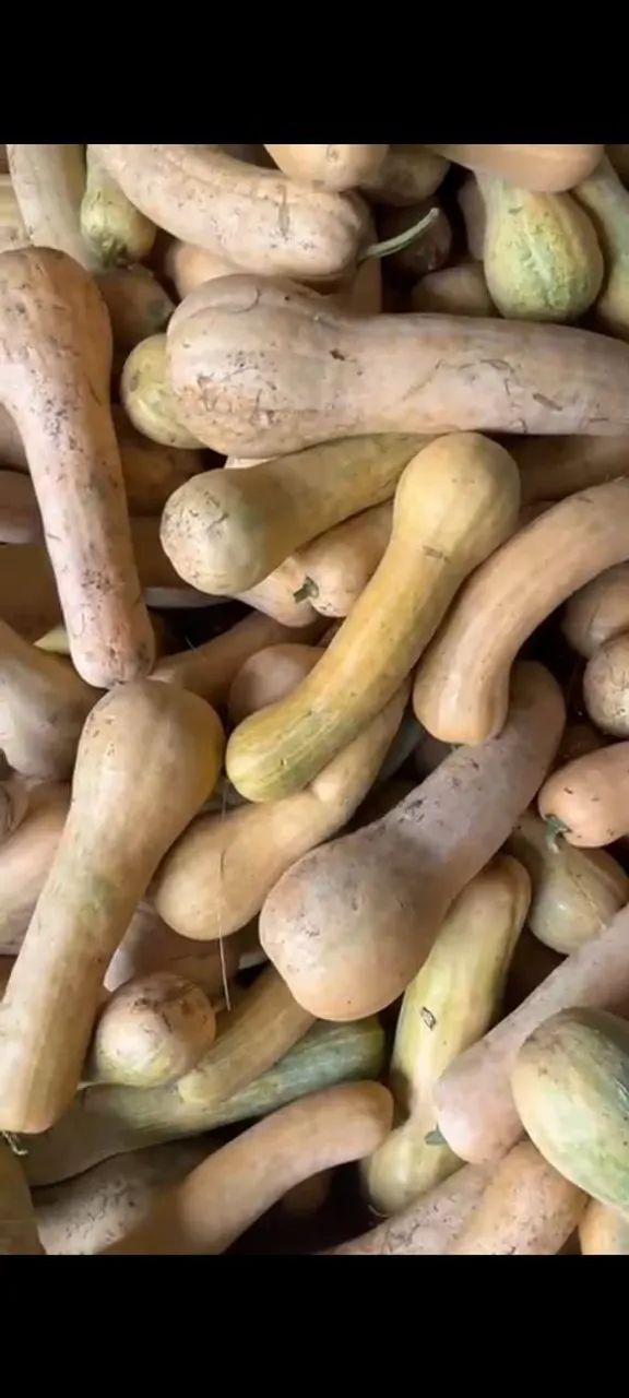 Vendo colheita de abóbora menina madura  - Foto 3