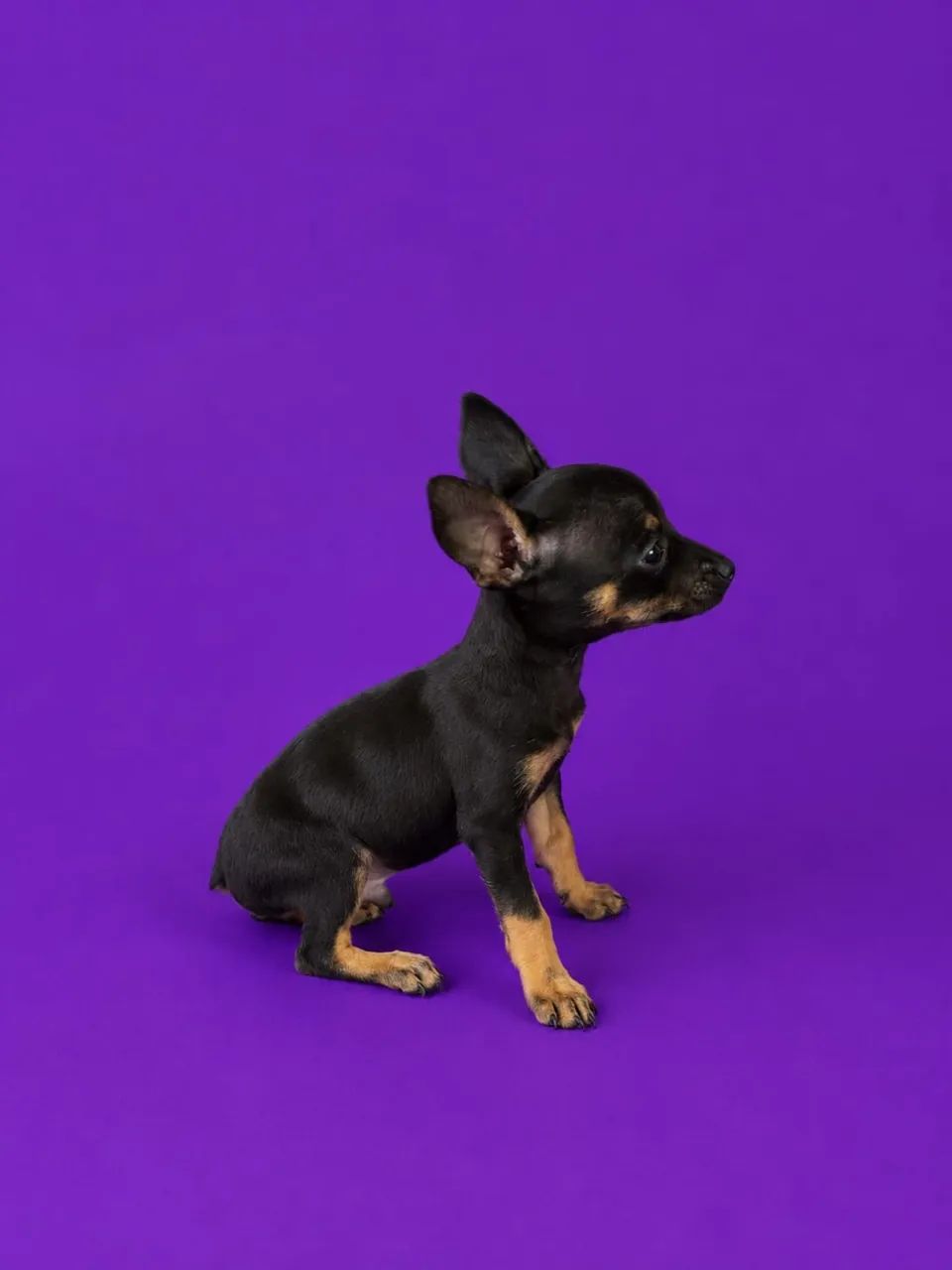 Pinscher mini 