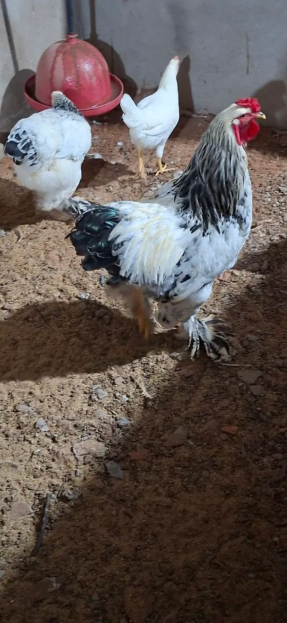 Pintinhos  Sedosa e Brahmam puros - Foto 5