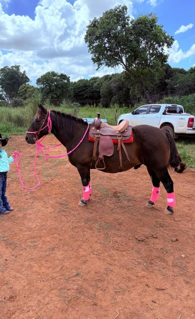 Cavalo piquira muito bem cuidado.