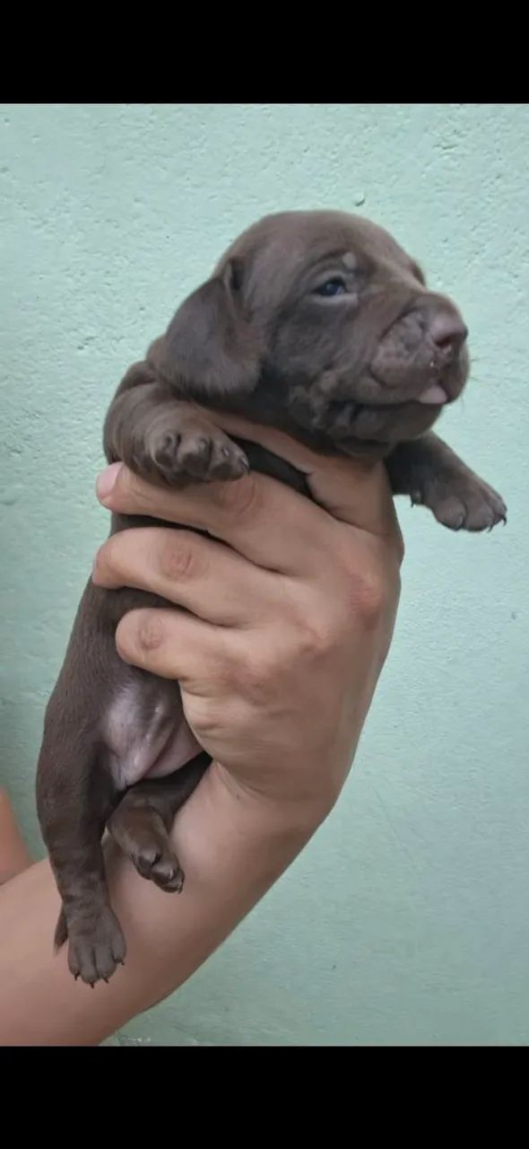 Filhotes de daschund 