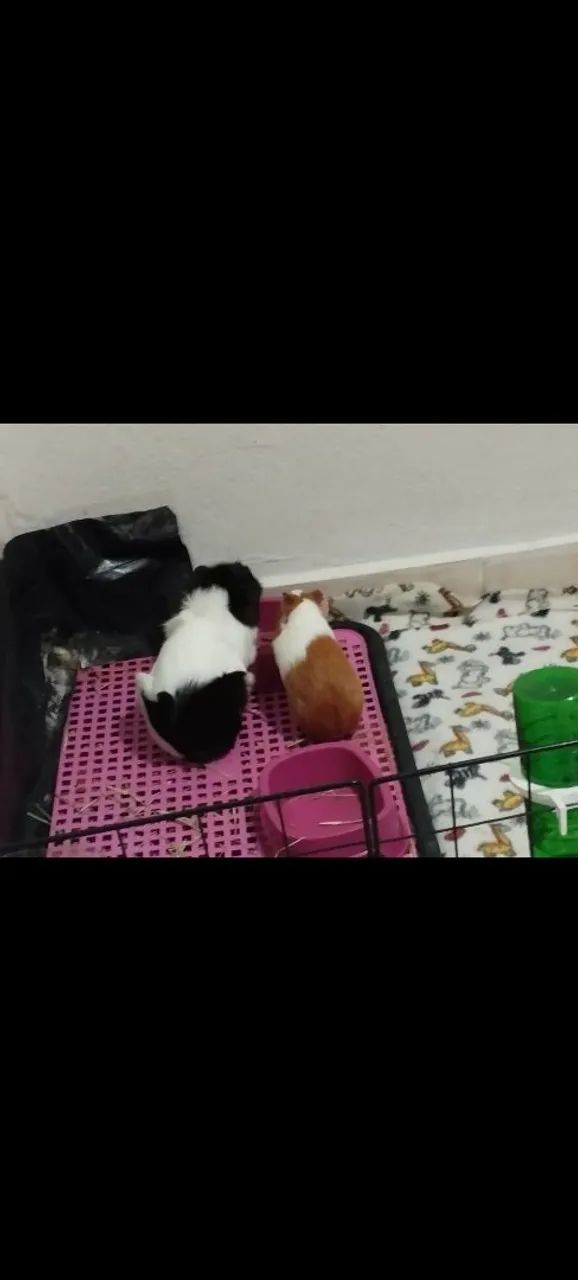 Porquinha da índia Abissínio - Foto 3