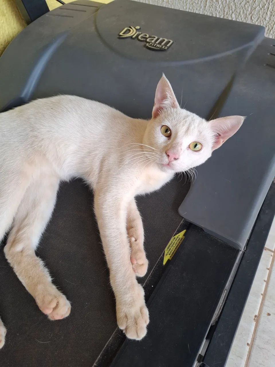 Gatinho dócil 