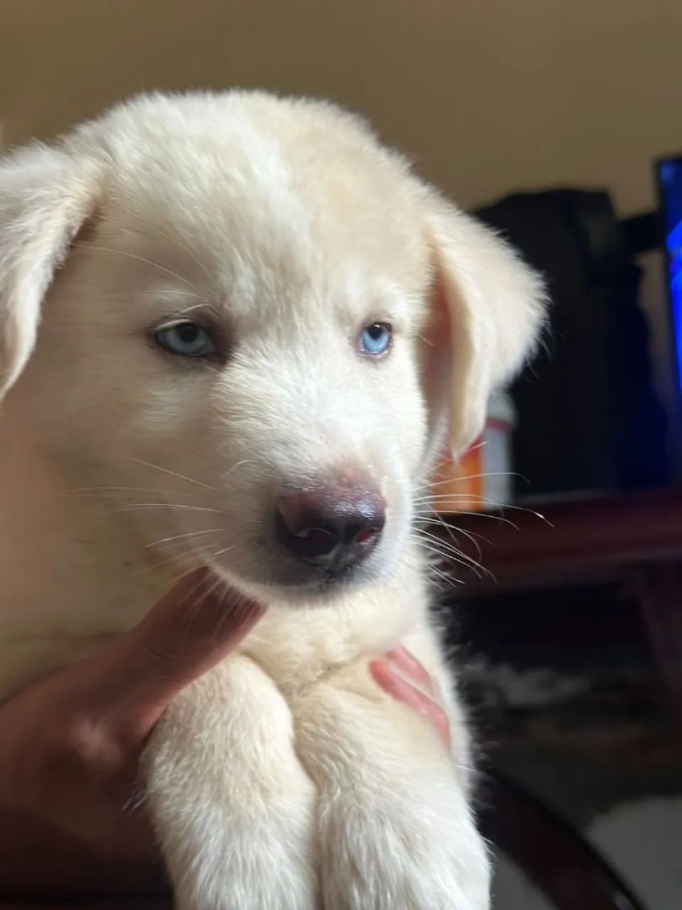 Husky siberiano  - Foto 3