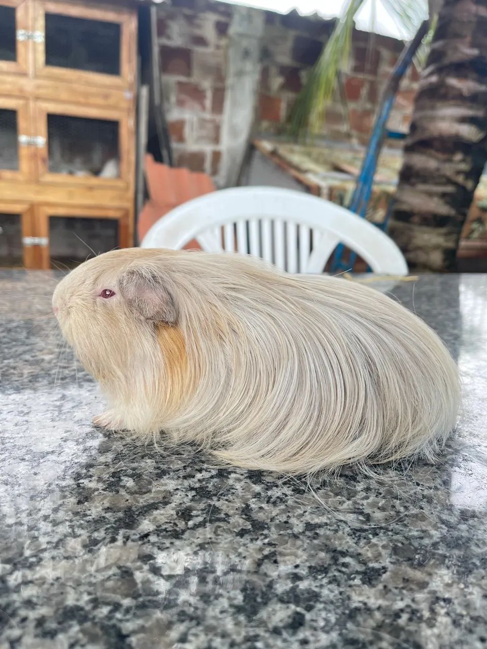 Porquinhos da índia pelo longo 424794470420336643