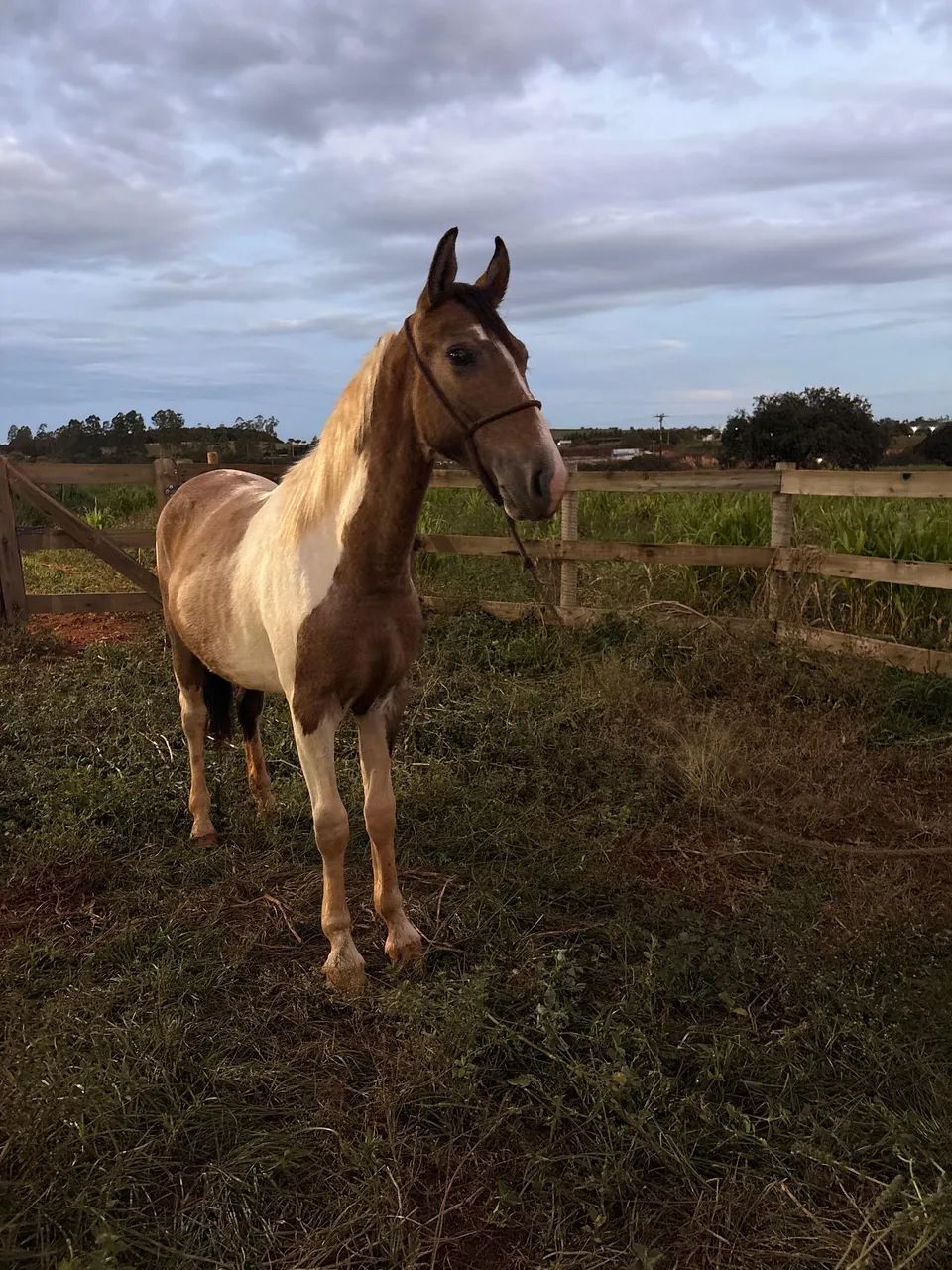 Vende se potro - Foto 4