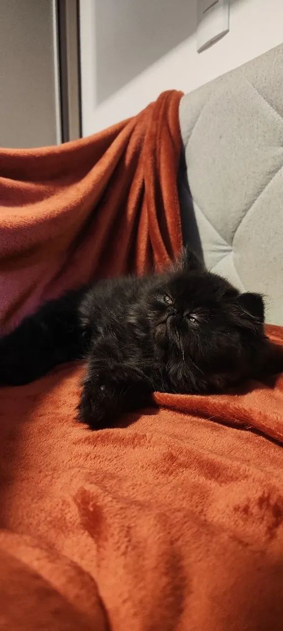 Black Persa - Foto 4