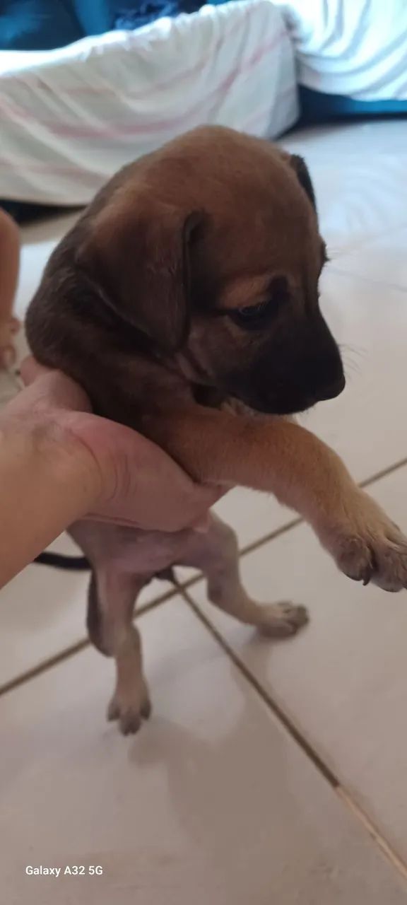 DOAÇÃO DE CACHORRO - Foto 4
