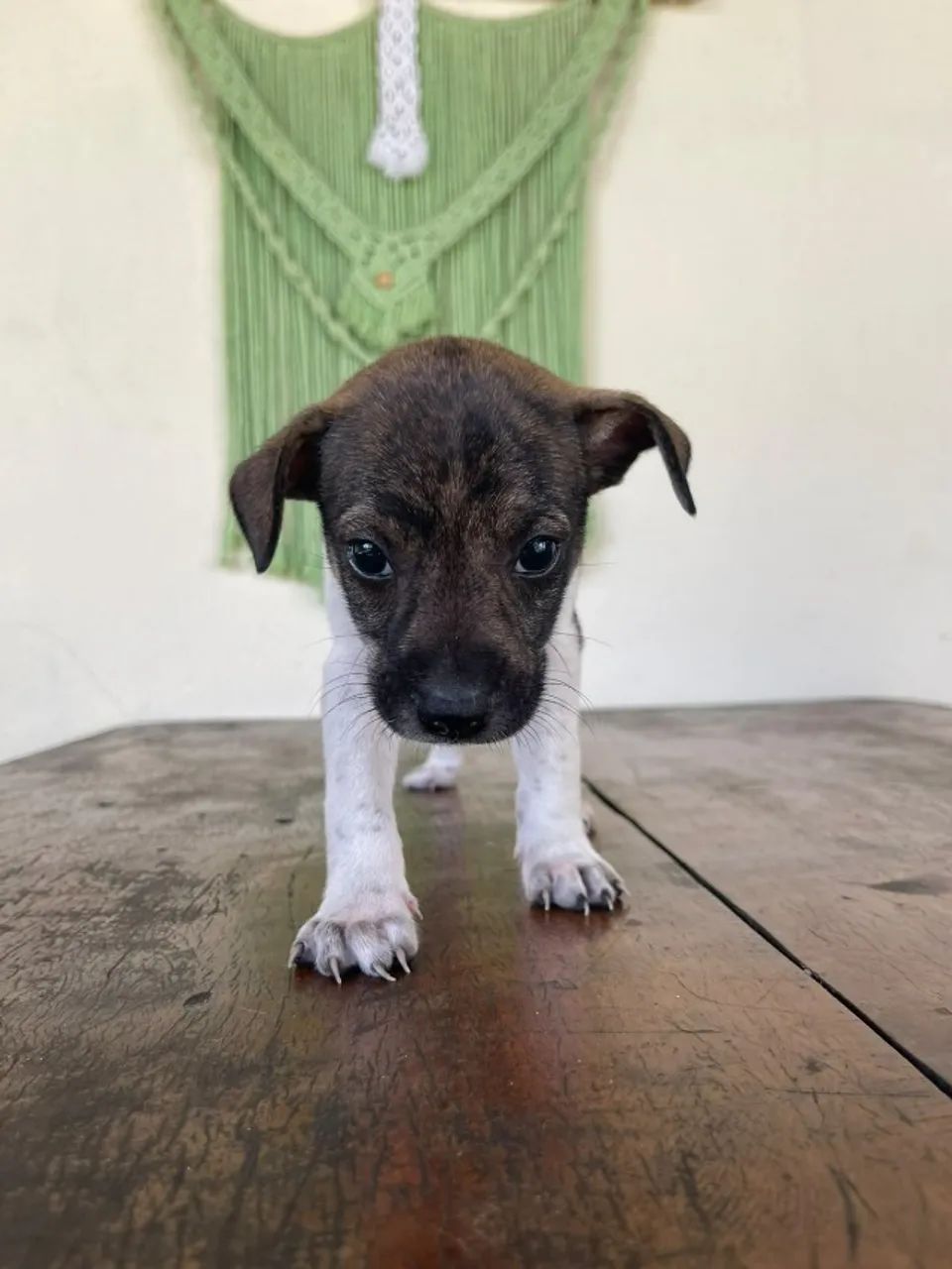 Adoção vira lata puro - Foto 3