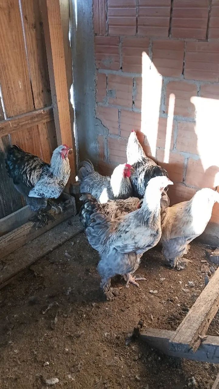 Galo  - Foto 3