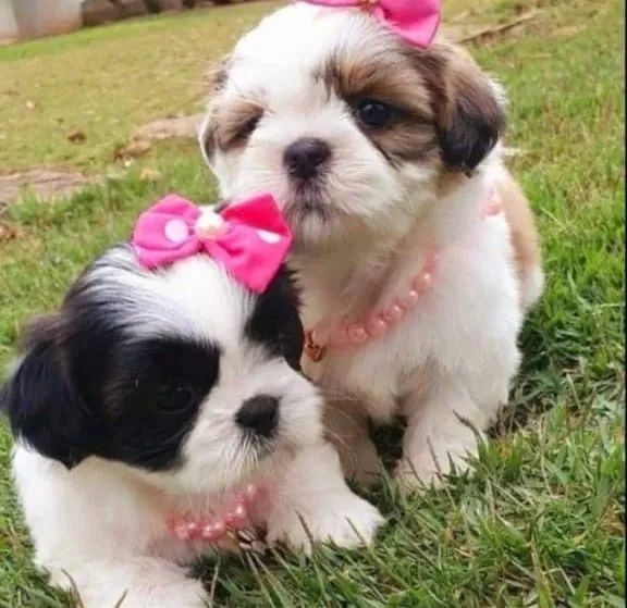 Lindos filhotes de shihtzu mini 