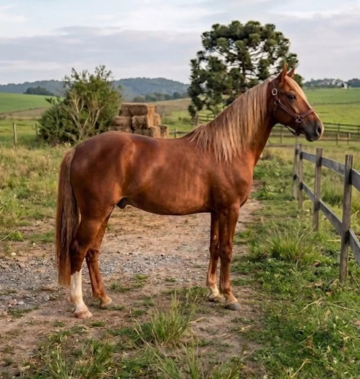 Cavalo  - Foto 2