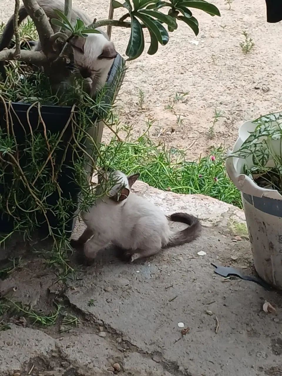 Gatinhos - Foto 4