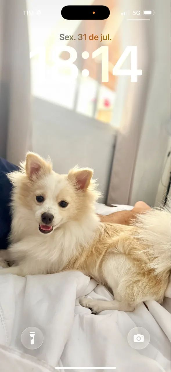 Spitz alemão  - Foto 2