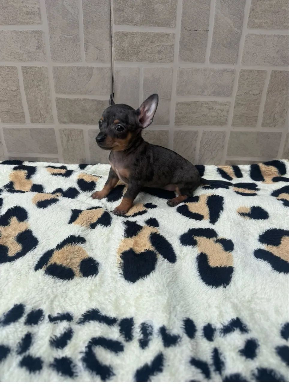 Cachorro  - Foto 2