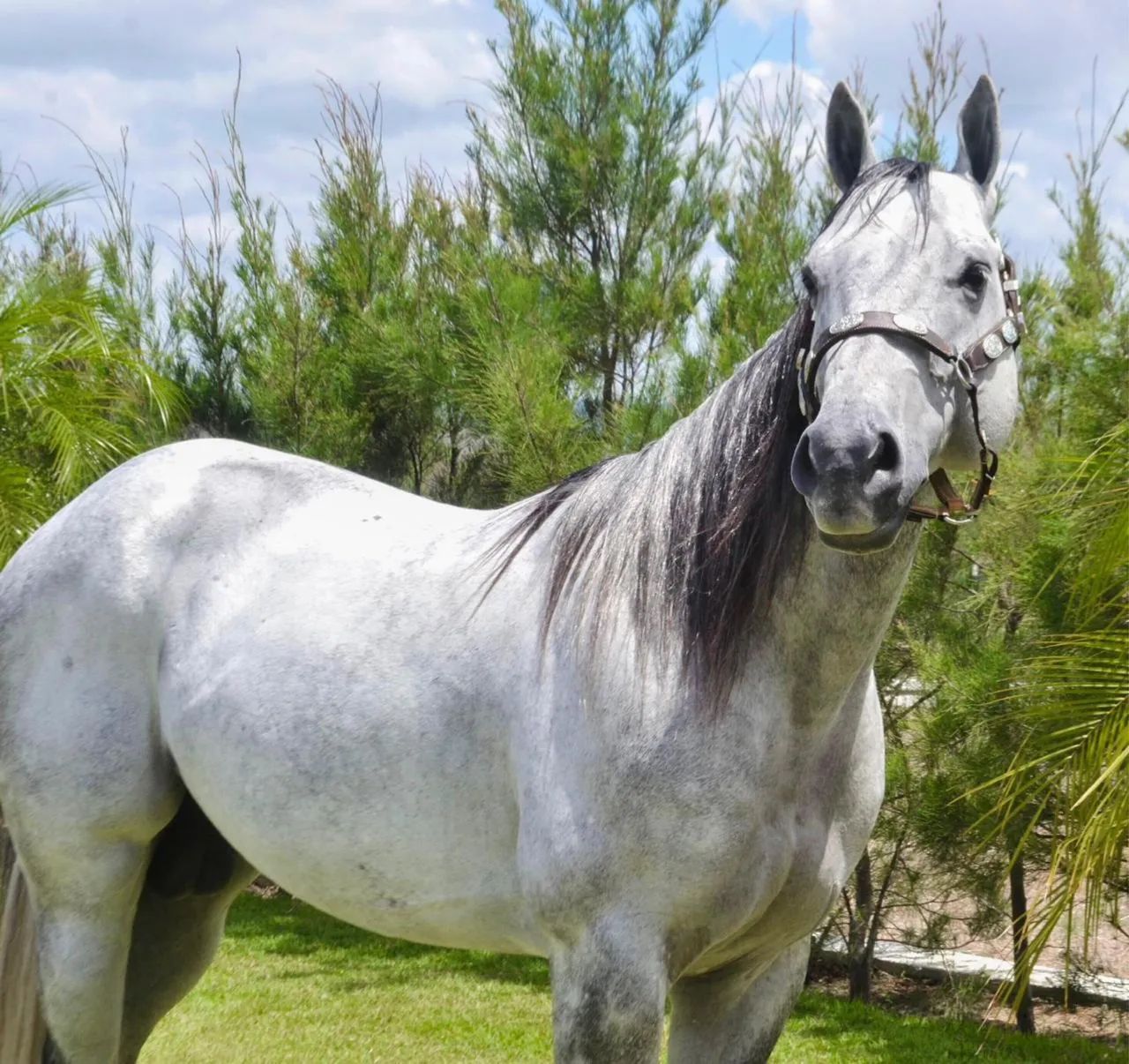 Cavalo QM puro com documento  - Foto 2