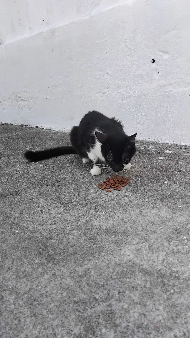 Adoção 