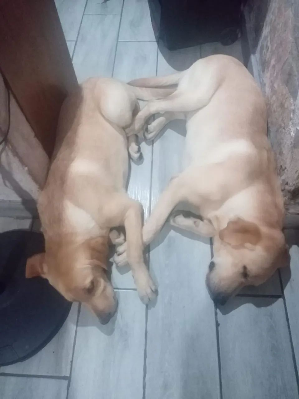 Labrado  - Foto 4