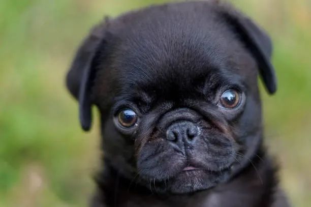 Lindos Filhotes Pug ?