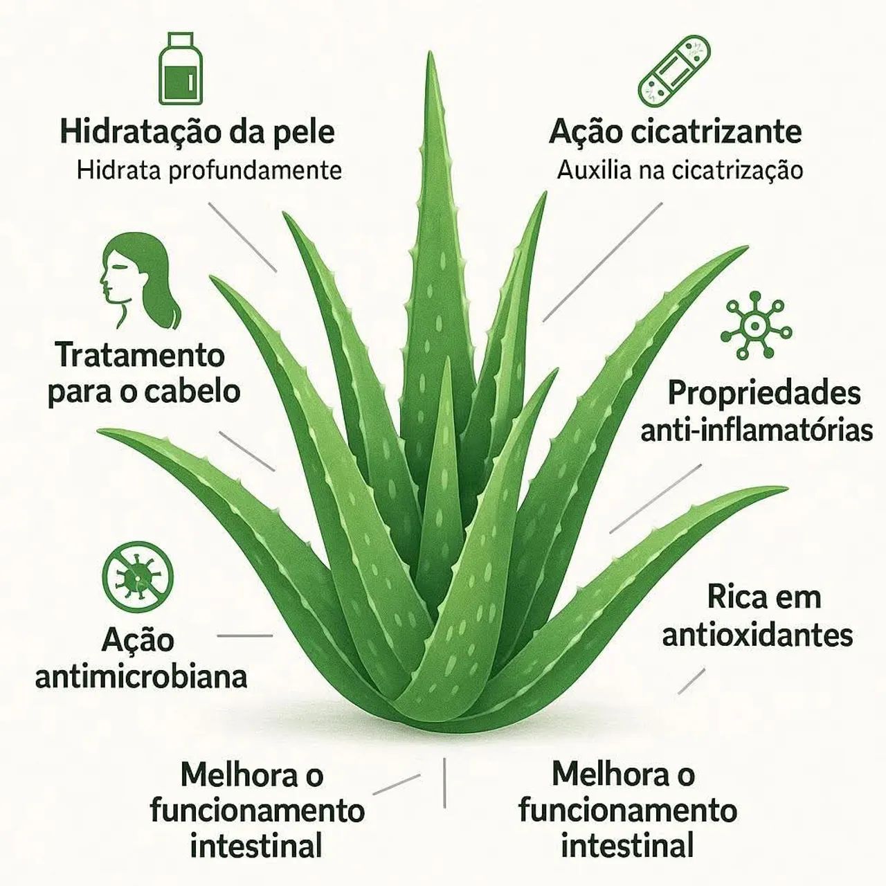 Muda de Babosa (Aloe Vera) 20cm - Planta Medicinal e Cosmética | Fácil Cultivo  - Foto 3