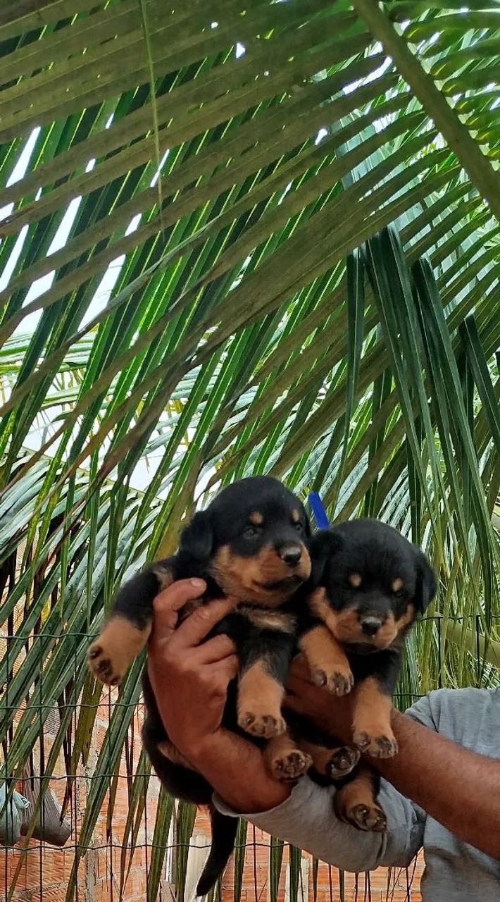 Filhotes de Rottweiller - Foto 3